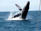 whale