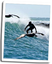 surf